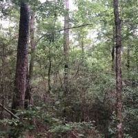 35.50 Acres in Simpson County Mississippi images 3