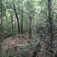 35.50 Acres in Simpson County Mississippi images 4