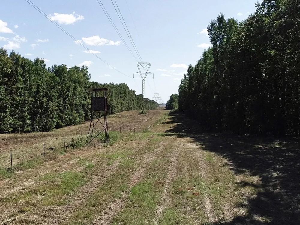 306 - Acre Texas Hunting Timber Tract featured image