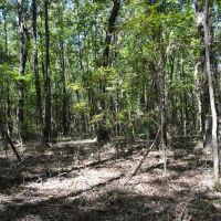 306 - Acre Texas Hunting Timber Tract images 2