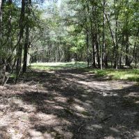 306 - Acre Texas Hunting Timber Tract images 3