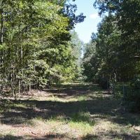 306 - Acre Texas Hunting Timber Tract images 5