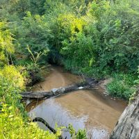 42 Acres - Inman South Carolina images 5