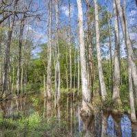 631 Acres Timberland on Tickfaw River St Helena Parish LA images 5