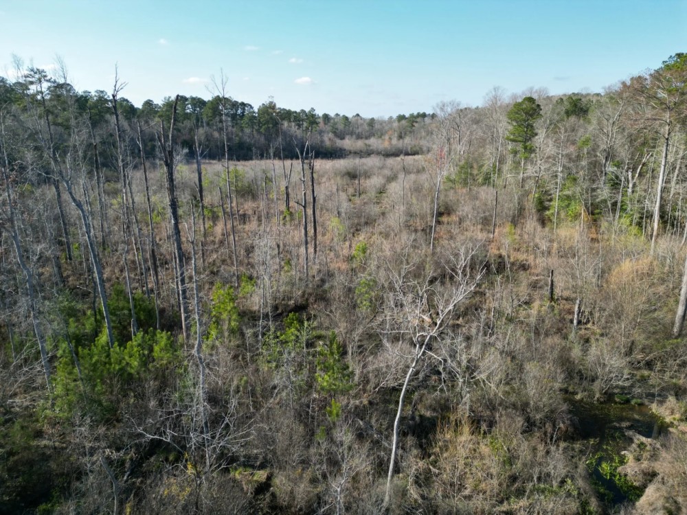LA - Ouachita 50 acres - featured image