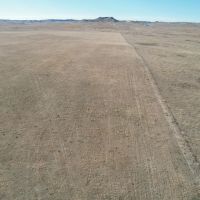 Johnson Grass 160