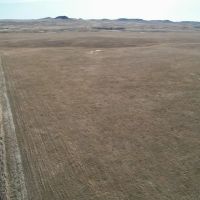 Johnson Grass 160 images 2