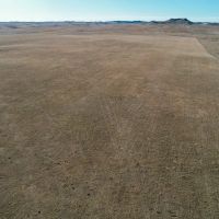 Johnson Grass 160 images 3