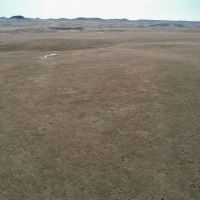 Johnson Grass 160 images 4