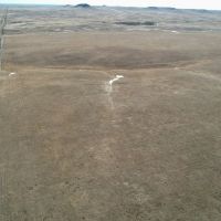 Johnson Grass 160 images 5