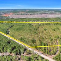 75 Acres - Dewey Road in Brantley GA images 3