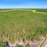 75 Acres - Dewey Road in Brantley GA images 4
