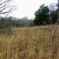 35 Acres for Home and Hunting images 4