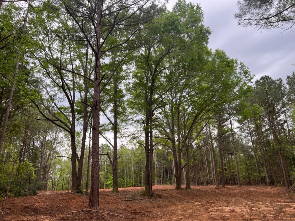 10 acre Lots Greensboro AL featured image