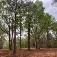 10 acre Lots Greensboro AL