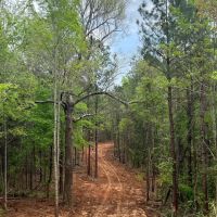 10 acre Lots Greensboro AL images 3