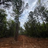 10 acre Lots Greensboro AL images 5