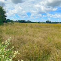 Crockett Tract 1 10 Acres Only 10K Down images 4