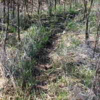 Deer haven in Keokuk county