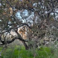 443 - Acres Mills County images 2