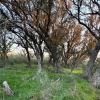 443 - Acres Mills County images 3