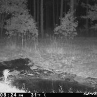 Adams County 45 Acre Hunting Camp images 2