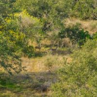 Llano Vista Ranch images 2
