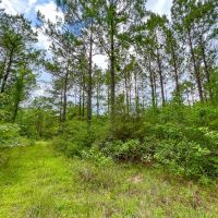 10 Acres T-14A Hickman Rd. images 3