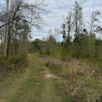 39 Acres Glynn County GA images 4