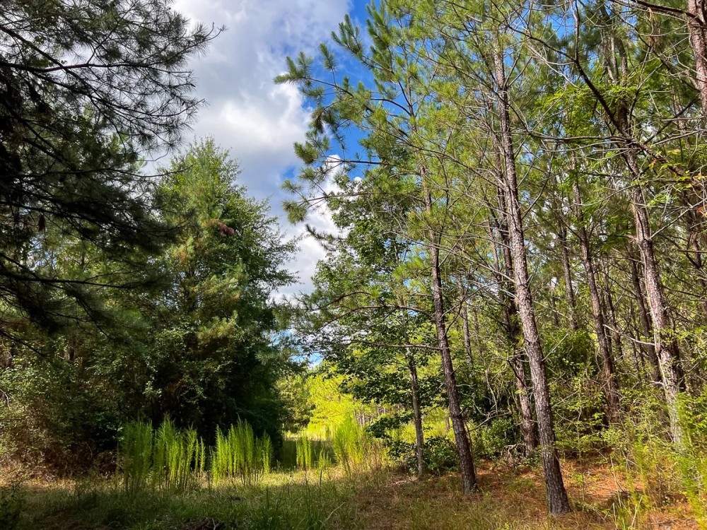 70 Acres T-6 CR 364 featured image