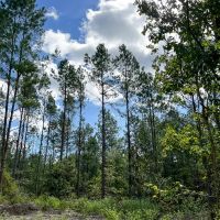 70 Acres T-6 CR 364 images 5
