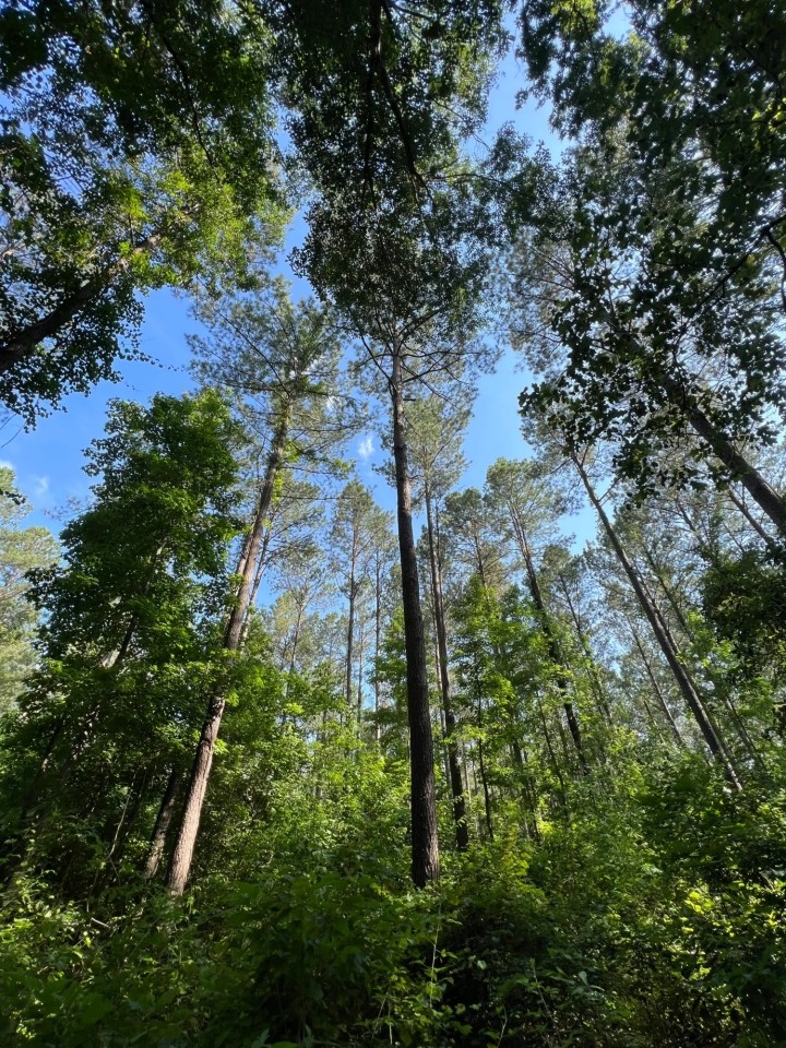 185 acres in Salt Well Jefferson featured image