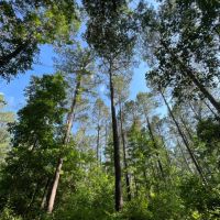 185 acres in Salt Well Jefferson