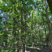 185 acres in Salt Well Jefferson images 2