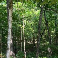185 acres in Salt Well Jefferson images 3