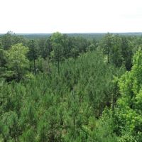 Western Talbot County 88.71 ac