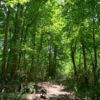 Excellent Recreational Tract in Heard County images 4