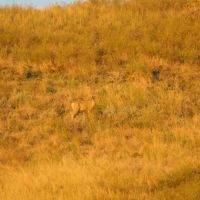 Wohlbrandt Ranch images 5