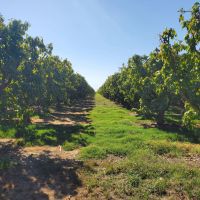 Grand Island Cherries