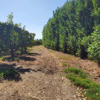 Grand Island Cherries images 3