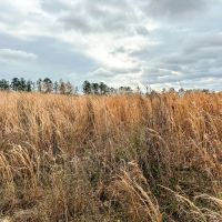 16 Acres Paces Creek T-3A images 2