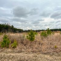 16 Acres Paces Creek T-3A images 4