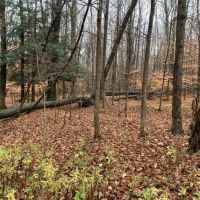 4 acres Building Lot with Views Field and Woods in Allen NY on Klein Road images 2