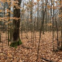 4 acres Building Lot with Views Field and Woods in Allen NY on Klein Road images 4