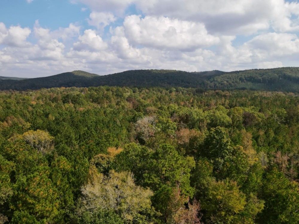 SOLD 5 - wooded acres featured image