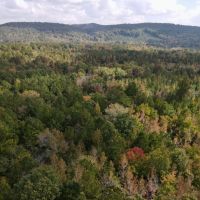 SOLD 5 - wooded acres images 3