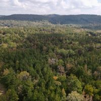 SOLD 5 - wooded acres images 5