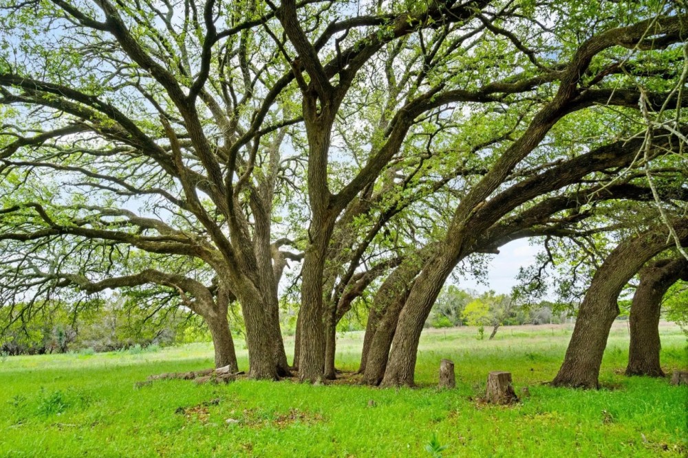 TBD CR 218 Unit 9 Hico Texas 76457 featured image