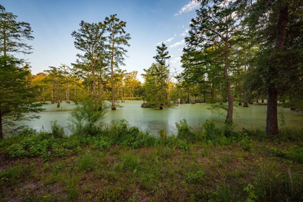 Jefferson Upper Bayou Ranch featured image