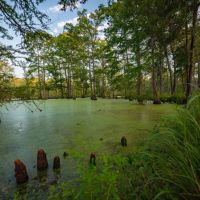 Jefferson Upper Bayou Ranch images 3